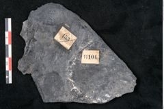 Foto (Detailansicht) von Syringodendron cyclostigma Brongniart (NHMW-GEO-2024-0188-11104)